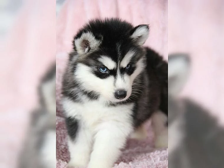Sibiřský husky štěňata s pp