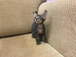Don Sphynx kocicka s PP k prodeji