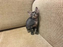 Don Sphynx kocicka s PP k prodeji