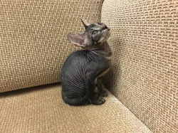 Don Sphynx kocicka s PP k prodeji