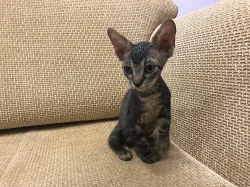 Don Sphynx kocicka s PP k prodeji