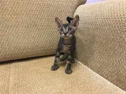 Don Sphynx kocicka s PP k prodeji
