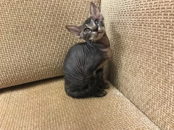 Don Sphynx kocicka s PP k prodeji
