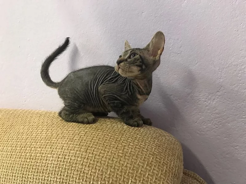 Don Sphynx kocicka s PP k prodeji