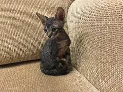 Don Sphynx kocicka s PP k prodeji