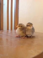 Kuřata green shell a dark shell