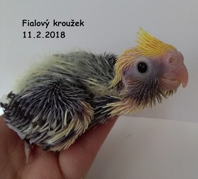 Mladé korely chocholaté