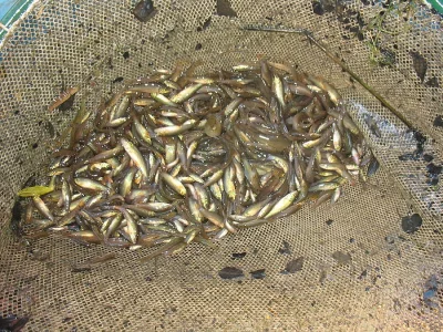 Plůdek a násada Lín obecný