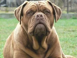 Bordeauxska doga