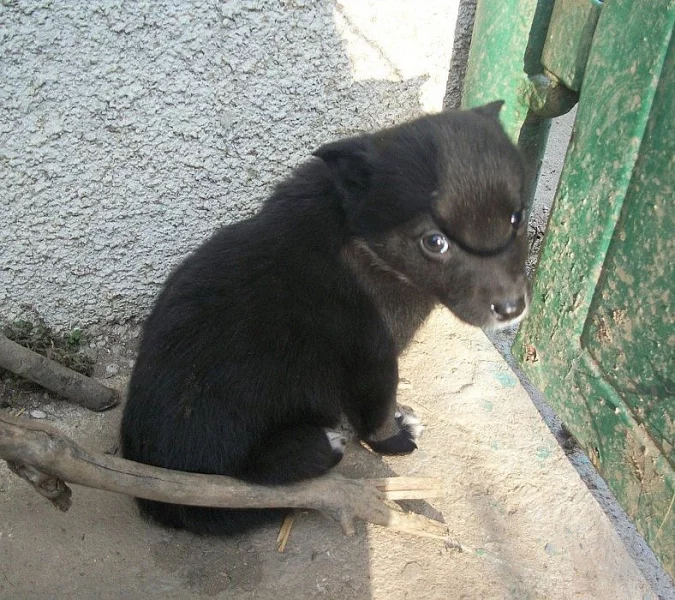 Do dobrých rukou darujeme štěňátka