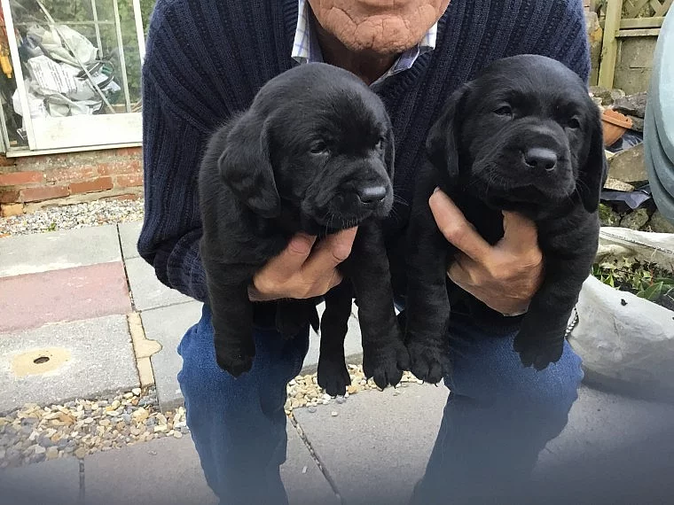 Akulo zdraví testované pracovní linie Kc Labrador For Stud
