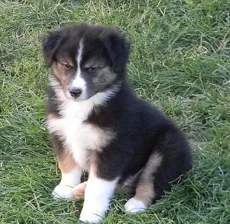 Dangobel Dinga Muž a žena Austrailian Shepherd Puppy