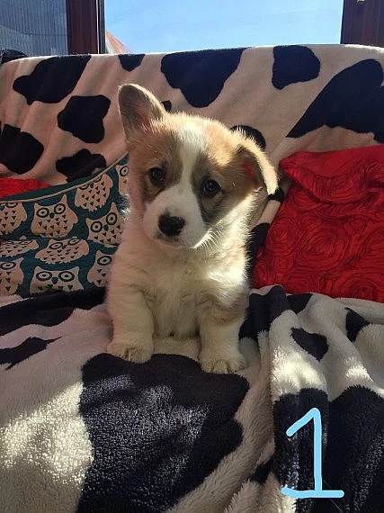*** welsh Corgi (pembrokeshire)