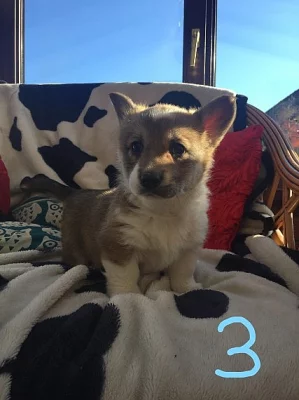 Stud pouze tři barevné Kc rodokmen Pembroke Corgi