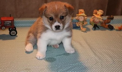 Stud pouze tři barevné Kc rodokmen Pembroke Corgi