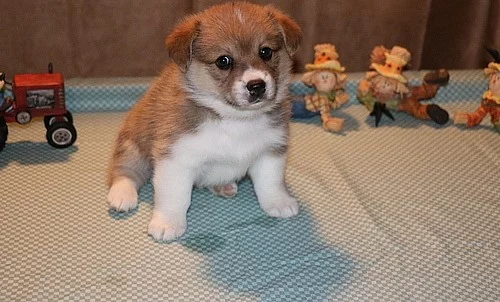 Stud pouze tři barevné Kc rodokmen Pembroke Corgi