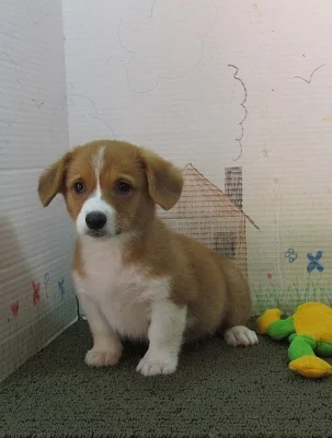 Stud pouze tři barevné Kc rodokmen Pembroke Corgi