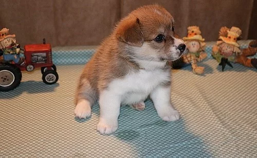 Stud pouze tři barevné Kc rodokmen Pembroke Corgi