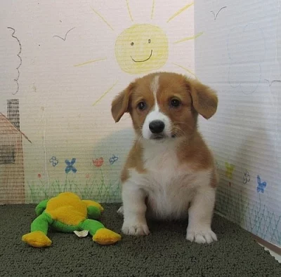 Stud pouze tři barevné Kc rodokmen Pembroke Corgi