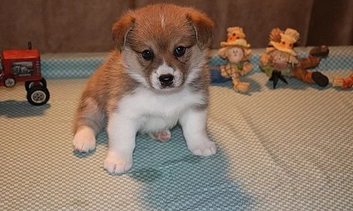 Stud pouze tři barevné Kc rodokmen Pembroke Corgi