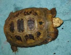Želva Indotestudo elongata samice nar 28.5.2014