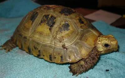 Želva Indotestudo elongata samice nar 28.5.2014