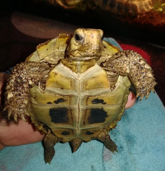 Želva Indotestudo elongata samice nar 28.5.2014