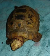 Želva Indotestudo elongata samice nar 28.5.2014