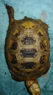 Želva Indotestudo elongata samice nar 28.5.2014