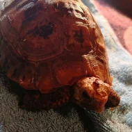Želva Indotestudo elongata samice nar 28.5.2014
