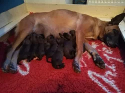 Belgický ovčák malinois