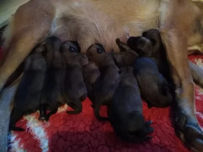 Belgický ovčák malinois