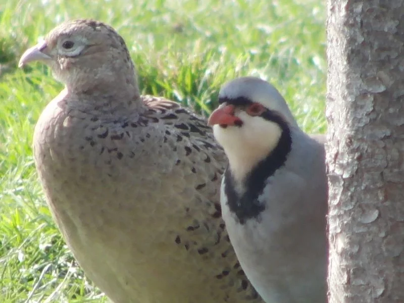 Bažant obecný, orebice rudá