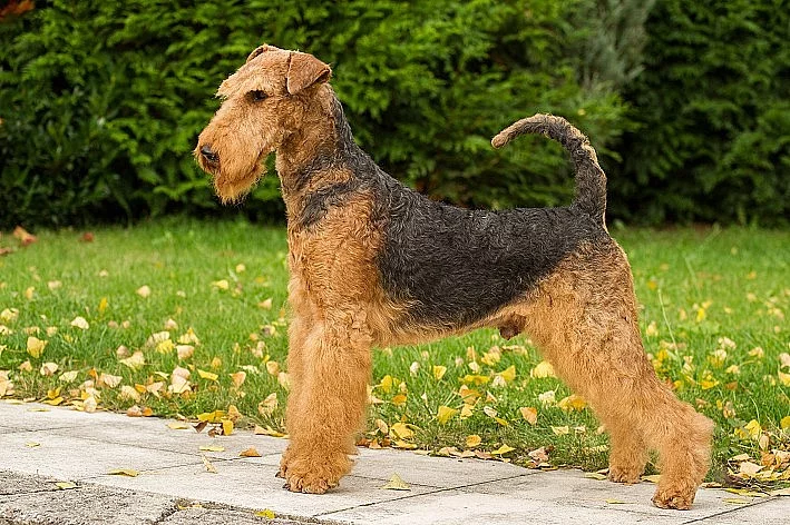 Erdelterier