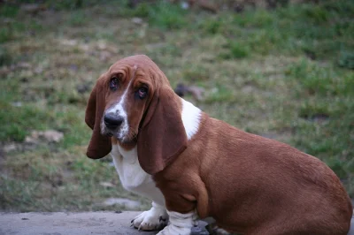 Baset-Basset hound
