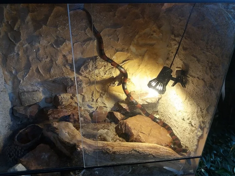 Přenechám terarium s hadem Koralovkou