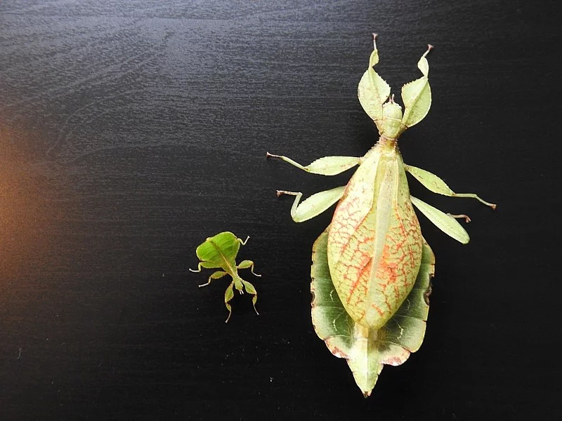 PSG278 Lupenitka filipínská (Phyllium sp)