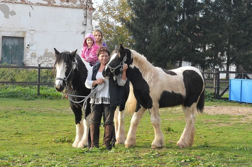 Irský cob 1. premie