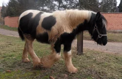 Irský cob 1. premie