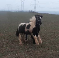 Irský cob 1. premie