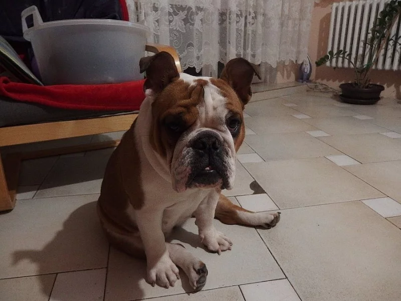 Anglický buldok