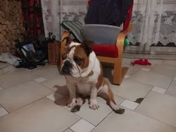 Anglický buldok