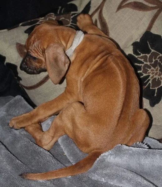 Rhodesian Ridgeback Štenata