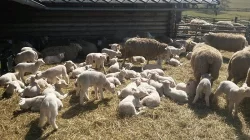 Ovce texel prodej jehnic do chovu v biokvalitě