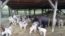 Ovce texel prodej jehnic do chovu v biokvalitě