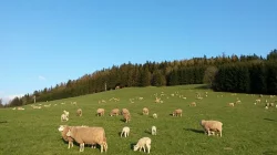 Ovce texel prodej jehnic do chovu v biokvalitě