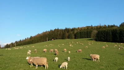 Ovce texel prodej jehnic do chovu v biokvalitě