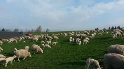 Ovce texel prodej jehnic do chovu v biokvalitě