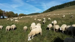 Ovce texel prodej jehnic do chovu v biokvalitě