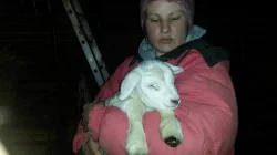Ovce texel prodej jehnic do chovu v biokvalitě
